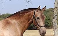 Gorgeous Revised PRE Rare Buckskin Andalusian Mare Andalusian for Cleburne, TX