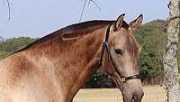 Gorgeous Revised PRE Rare Buckskin Andalusian Mare