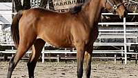 Bay Arabian Filly