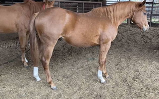 2021 AQHA Sorrel Quarter Horse Filly Quarter for Aubrey, TX