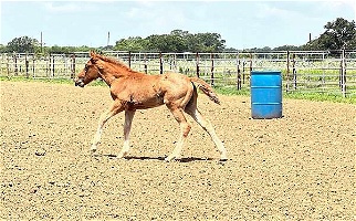 Red Roan Quarter Horse Colt Quarter for Floresville, TX