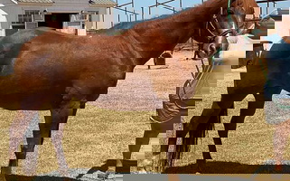 Safe Trail Chestnut Quarter Horse Gelding Quarter for Floresville, TX