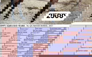 6yr AQHA Bay Quarter Horse Mare Quarter for Stephenville, TX