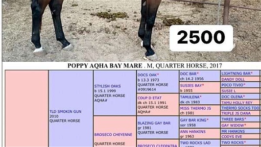 6yr AQHA Bay Quarter Horse Mare