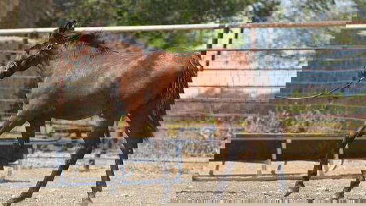 Riata Buckle Enrolled Bay Quarter Horse Stallion