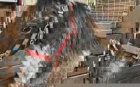 Blue Roan Tennessee Walking Filly Tennessee Walking Horse for Montevallo, AL