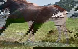 Sorrel Paint Gelding Paints for Stockdale, TX