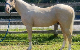 Flashy Palomino Quarter Horse Gelding Quarter for Stanwood, WA