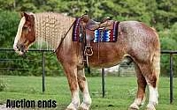 Gentle Giant 17.1h Ranch-Trail Horse Red Roan Belgian Gelding Belgian for Louisville, KY