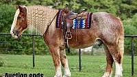Gentle Giant 17.1h Ranch-Trail Horse Red Roan Belgian Gelding