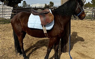 Bay Friesian Mare Friesians for Palmdale, CA