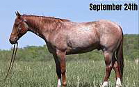 Big Stout Red Roan Quarter Horse Gelding Family Safe Quarter for Louisville, KY