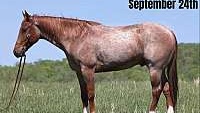 Big Stout Red Roan Quarter Horse Gelding Family Safe
