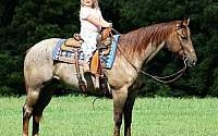 Stout Built Red Roan Quarter Horse Gelding Family Safe Quarter for Mount Vernon, KY