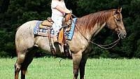 Stout Built Red Roan Quarter Horse Gelding Family Safe