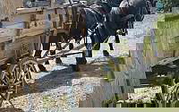 Beginner Safe Riding & Driving Black Draft Mare Draft for Magnolia, TX
