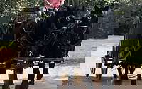 Beginner Safe Ride and Drive Black Percheron Gelding Percheron for Magnolia, TX