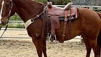 Riding and Driving Team of Chestnut Quarter Horse Gelding