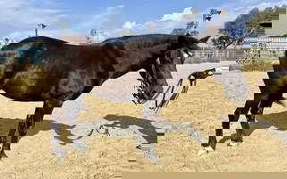 Trail Horse Dispersal Black Quarter Pony Mare Quarter for San Diego, CA