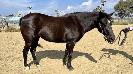 Trail Horse Dispersal Black Quarter Pony Mare