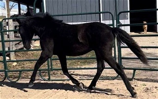 Black Andalusian Colt Andalusian for Shawnee, KS
