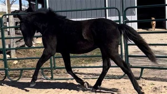 Black Andalusian Colt