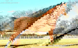 Whoa Than Go Red Roan Tennessee Walking Gelding Tennessee Walking Horse for Nashville, TN