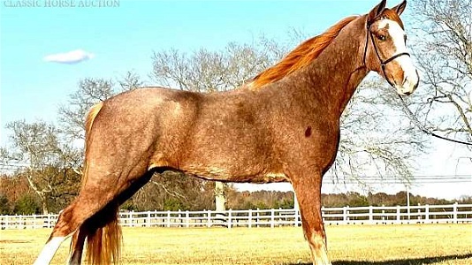 Whoa Than Go Red Roan Tennessee Walking Gelding