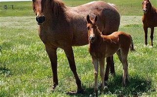 2023 Red Roan Quarter Horse Filly Out of Proven Lines Quarter for Sidney, NE