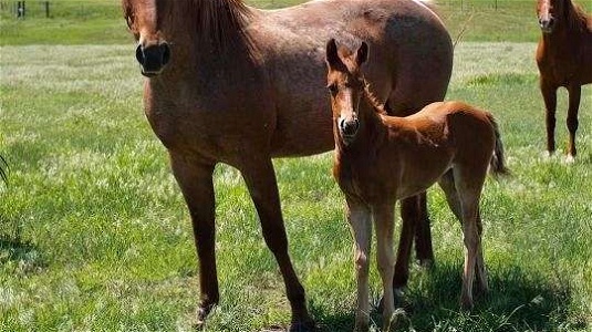 2023 Red Roan Quarter Horse Filly Out of Proven Lines