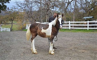 Lion King Grandson Colt Chocolate Gypsy Vanner Gypsy Vanner for Eagle Point, OR