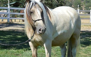 Gorgeous Imported Lplp Buckskin Gypsy Vanner Mare Gypsy Vanner for Eagle Point, OR