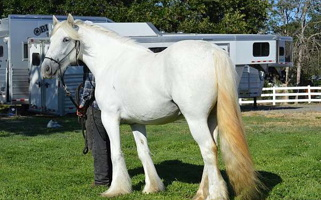 Lplp Import Gypsy Vanner Filly Gypsy Vanner for Eagle Point, OR