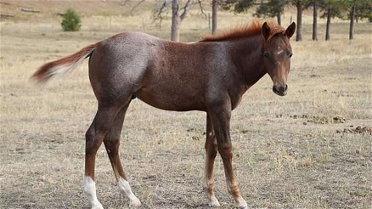 Red Roan Quarter Horse Colt