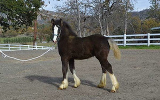 Solid Black Gypsy Vanner Filly Gypsy Vanner for Eagle Point, OR