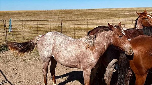 Gw Metallic Bellarose Yearling Red Roan Quarter Horse Filly