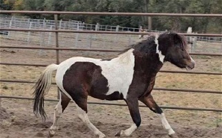 Gorgeous 2 Yr.Old ASPC Tobiano Shetland Pony Colt Ponies for Clatonia, NE