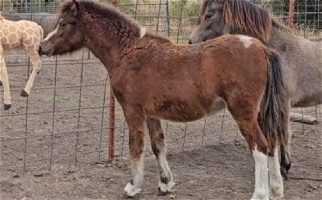 Pretty Bay Pinto ASPC Tobiano Shetland Pony Filly Ponies for Clatonia, NE
