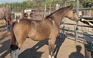 Stunning 2 Yr.Old ASPC Pinto Shetland Pony Filly Ponies for Clatonia, NE