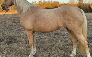 Drop-Dead Gorgeous Palomino Tennessee Walking Mare Tennessee Walking Horse for Hartselle, AL