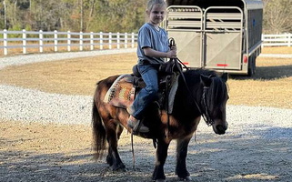 Safe, Sane, Laid Back, Sweet-Natured Bay Pony Mare Ponies for Hartselle, AL