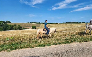 13 Yr Old Palomino Welsh Pony Mare Ponies for Dodgeville, WI