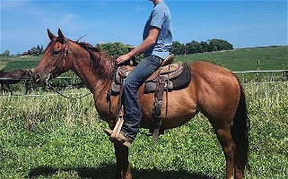 2019 Red Roan Pony Mare Ponies for Dodgeville, WI