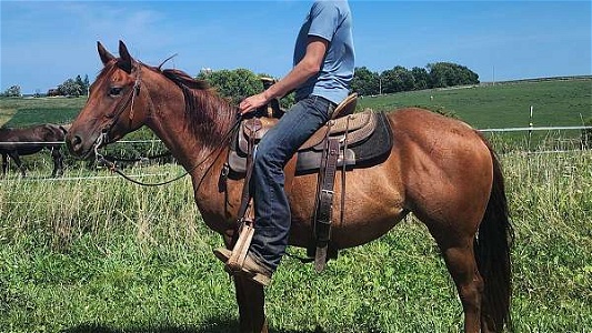 2019 Red Roan Pony Mare