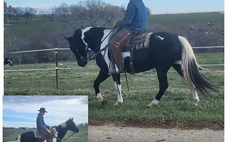 Black Paint Gelding Paints for Dodgeville, WI