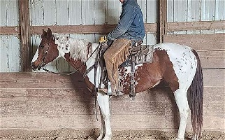 APHA 2018 Beautiful MoverTobiano Paint Mare Paints for Dodgeville, WI
