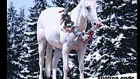 Pretty Appy, Trail Horse, Family Safe White Appaloosa Gelding