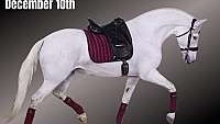 Amazing, Family Safe, Rides White Andalusian Mare