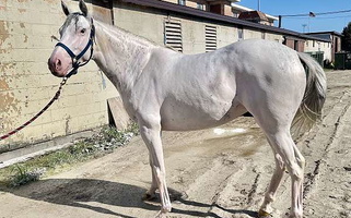 White Thoroughbred Filly Thoroughbred for Mayfield, KY