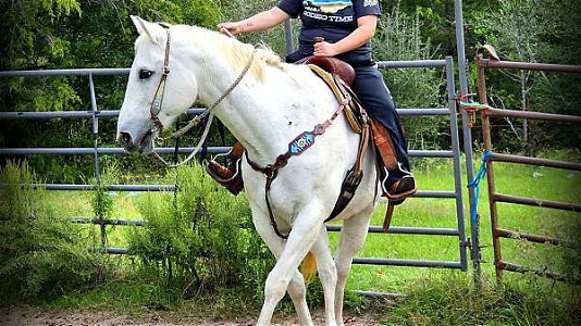 Safe for Beginner Beautiful White Quarter Horse Mare